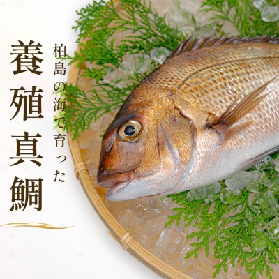 お食い初め 真鯛 1尾 500g以上 尾頭付き 鯛 のみ 1匹 真空パック 祝い鯛 100日祝い