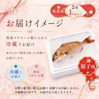 お食い初め 真鯛 2尾 双子 1kg以上 尾頭付き 鯛 2匹 真空パック 祝い鯛 100日祝い