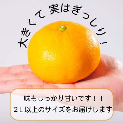【2026年11月発送】みかん 大玉 温州みかん 5kg 2L～4Lサイズ みかん 蜜柑 ミカン