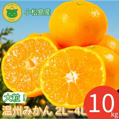【2026年11月発送】みかん 大玉 温州みかん 10kg 2L以上 みかん 蜜柑 ミカン