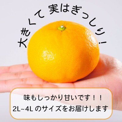 【2026年11月発送】みかん 大玉 温州みかん 10kg 2L以上 みかん 蜜柑 ミカン