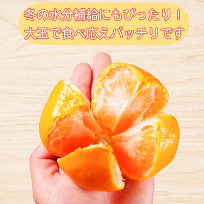 【2026年11月発送】みかん 大玉 温州みかん 10kg 2L以上 みかん 蜜柑 ミカン