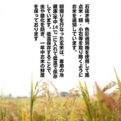 令和7年産　淡路島産こしひかり　玄米20kg
