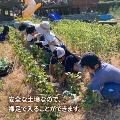 糸島で農業体験(3名) 畑で野菜のお世話体験! [AAL003]
