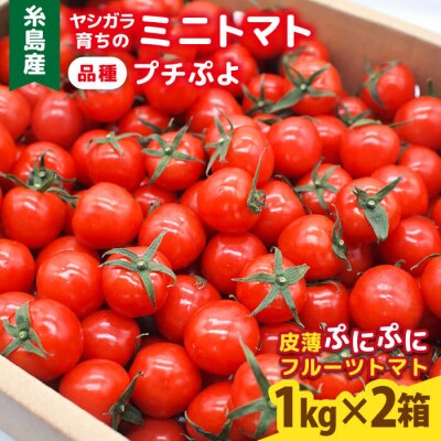 ミニトマト(プチぷよ)1kg×2箱 かわぞえ農園 ぷちぷよ トマト [AAM002]