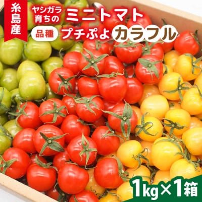 【カラフル】ミニトマト(プチぷよ)1kg×1箱 かわぞえ農園 ぷちぷよ トマト [AAM003]