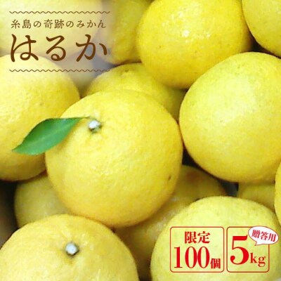 爽やかに甘い!糸島産「はるか」贈答用 約5kg[ABB001]