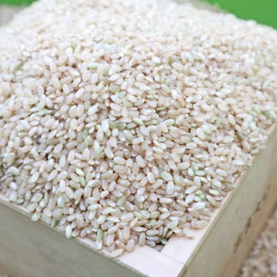 【 栽培期間中農薬不使用 】米旋風 ミルキークイーン 玄米 5kg[ABF006]