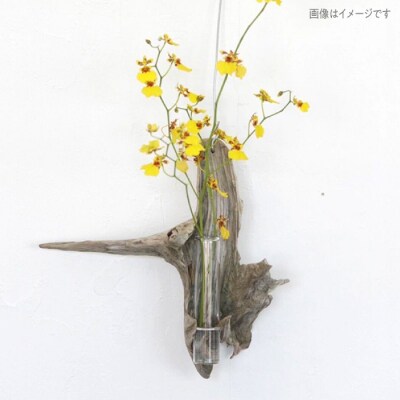 Driftwood FlowerBase 流木一輪挿し フラワーベース  [ADC003]