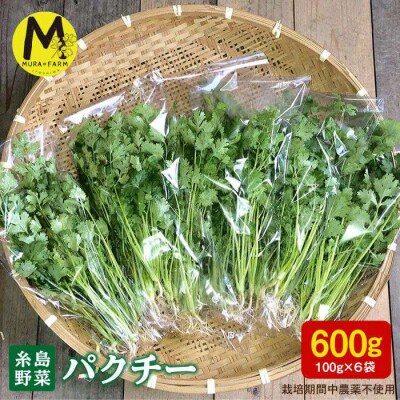 糸島産 パクチー 600g ( 100g × 6袋 )  [AFD001]