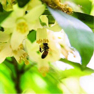 糸島 はちみつ 320g【ヴァンベールフーズ】百花 / 蜂蜜 [AFJ001]