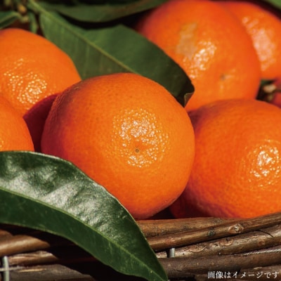 朝採れ!栽培期間中無農薬野菜(7品 前後)セット+果物 [AGE004]