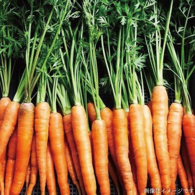【全6回定期便】【福岡県糸島産】朝採れ野菜セット ( 8品前後 )[AGE009]