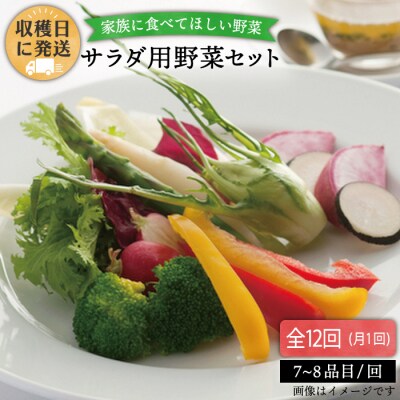 【全12回定期便 】【福岡県糸島産】朝採れサラダ用野菜セット[AGE011]