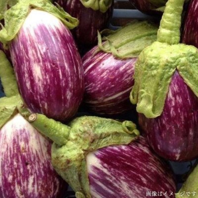 【全6回定期便】糸島産 朝採れ 温野菜&生食野菜セット オーガニックナガミツファーム[AGE020]