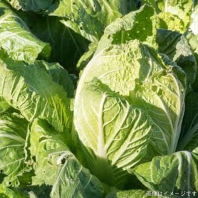 【全3回定期便】糸島産 朝採れ野菜セット(12品前後) オーガニックナガミツファーム[AGE024]