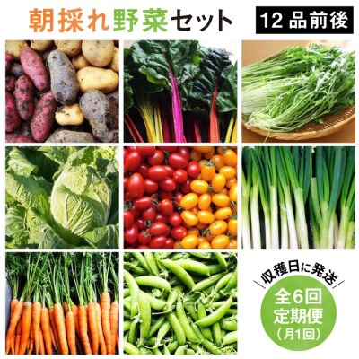 【全6回定期便】糸島産 朝採れ野菜セット(12品前後) オーガニックナガミツファーム[AGE025]