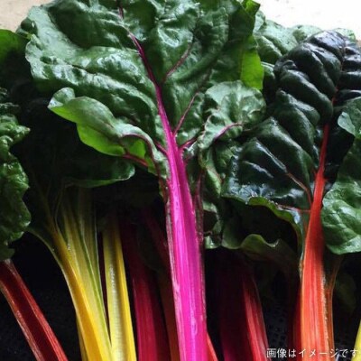 【全12回定期便】【糸島産】 朝採れ野菜 セット(12品 前後) [AGE026]