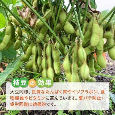 枝豆 500g 冷凍 旬の時期に急速冷凍 糸島産 オーガニックナガミツファーム [AGE042]
