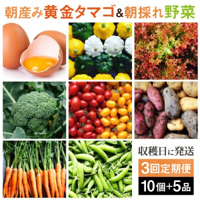 【全3回定期便】糸島の朝産み黄金タマゴ10個 朝どれ新鮮野菜5品セット 糸島産 [AGE047]