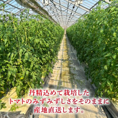 【先行受付】糸島産トマト かれん ( 4kg 28玉 前後 ) 糸島市 / シーブ [AHC019]