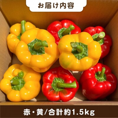 糸島産 肉厚 パプリカ 約1.5kg(8-12個) 福岡県 糸島市 / シーブ [AHC031]