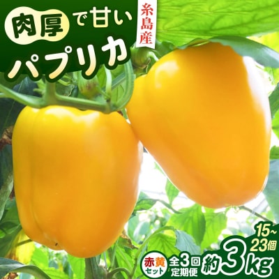 【全3回定期便】肉厚 パプリカ 約3kg(15-23個)福岡県 糸島市 / シーブ [AHC070]