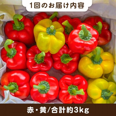 【全3回定期便】肉厚 パプリカ 約3kg(15-23個)福岡県 糸島市 / シーブ [AHC070]