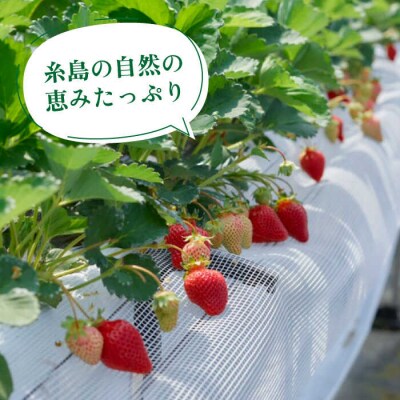 【2回定期便】糸島産あまおう 毎月600g(24-30粒)[AIK028]