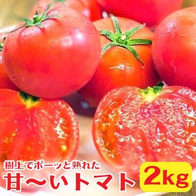 樹上でポーッと熟れた 甘～い トマト 約2kg 《糸島》【松尾農園】 [AKI001]