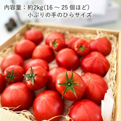 樹上でポーッと熟れた 甘～い トマト 約2kg 《糸島》【松尾農園】 [AKI001]