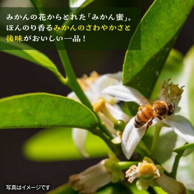 【全6回定期便】福岡 糸島産生はちみつ (みかん蜜450g)糸島二丈サクランボ農園[AKJ006]