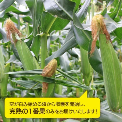 果物みたいに極甘!早朝収穫とうもろこし Lサイズ (300g)× 8本/ウラタ農園[ALI003]