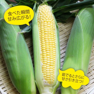 大人気!!果物みたいに極甘早朝収穫とうもろこしLサイズ(300g)×5本/ウラタ農園[ALI004]