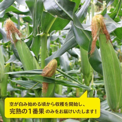 【全2回定期便】『極甘』早朝収穫 とうもろこしLサイズ(300g)×5本/ウラタ農園[ALI005]