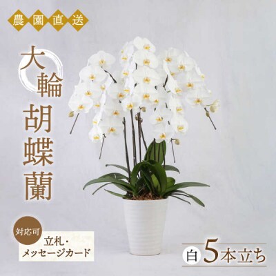 大輪 胡蝶蘭 (白/5本立ち) 糸島市/平野園芸 花 生花 [AMI001]