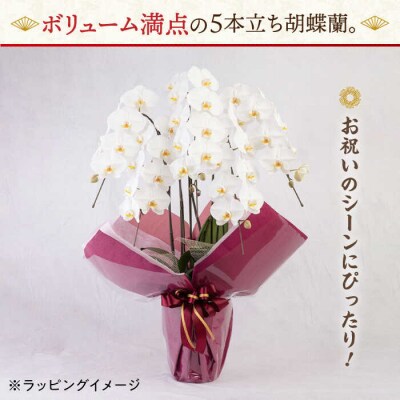 大輪 胡蝶蘭 (白/5本立ち) 糸島市/平野園芸 花 生花 [AMI001]