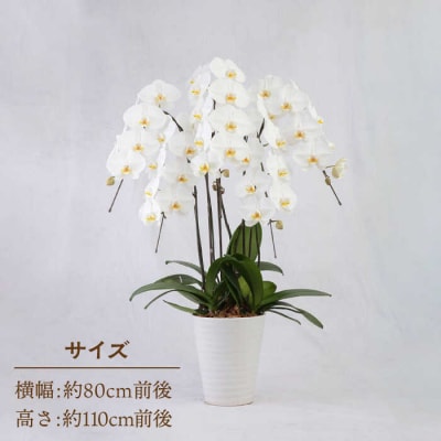 大輪 胡蝶蘭 (白/5本立ち) 糸島市/平野園芸 花 生花 [AMI001] | 福岡県