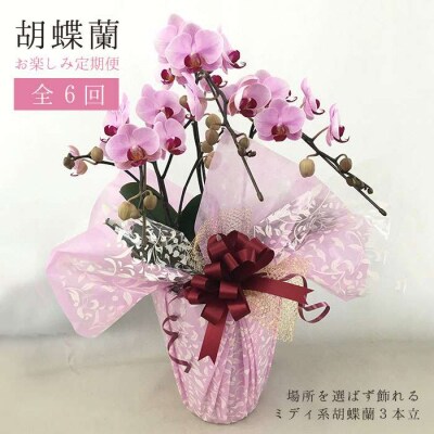 【全6回定期便】胡蝶蘭 お楽しみ定期便(お祝い/開店祝い/就任祝い) はざま園芸 [AND003]