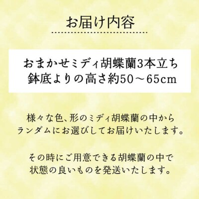 おまかせ 胡蝶蘭 (ミディ 胡蝶蘭 3本立) 糸島市/はざま園芸 [AND005] 花 生花 お祝い