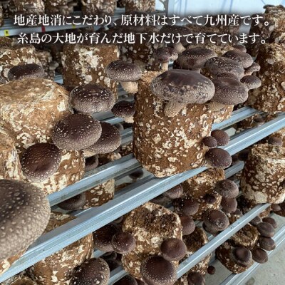 【伊都の誉】乾燥椎茸各種詰め合わせ4種セット 伊都福祉サービス協会[APL002]