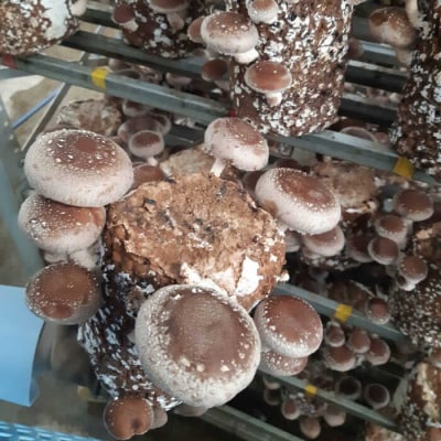 【伊都の誉】乾燥椎茸(丸型)40g×4P 糸島市/伊都福祉サービス協会[APL003]