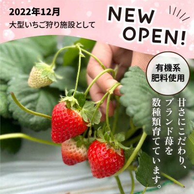 【志摩イチゴハウス】いちご狩りチケット(大人1名様分) 株式会社 糸島農園 [APM001]