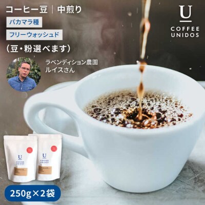 中煎りコーヒー豆250g×2袋(豆・粉選べます)ニカラグア産[AQF002]