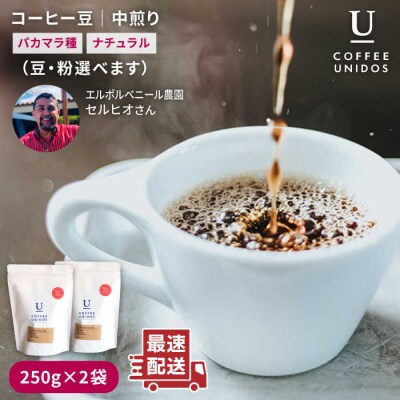 中煎りコーヒー豆250g×2袋(豆・粉選べます)パカマラ種ナチュラル[AQF004]