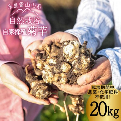 糸島産菊芋20kg自然栽培 糸島市/大石ファーム[ATE010]
