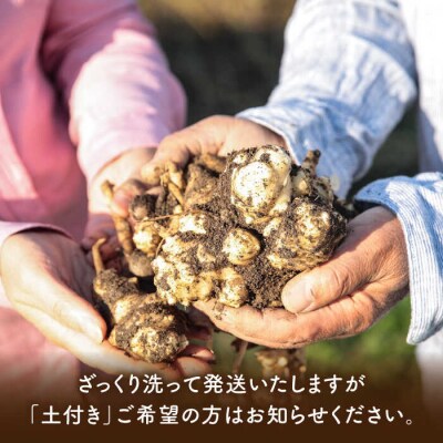 糸島産菊芋20kg自然栽培 糸島市/大石ファーム[ATE010]
