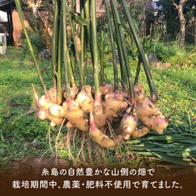 糸島産生姜5kg自然栽培 糸島市/大石ファーム[ATE011]