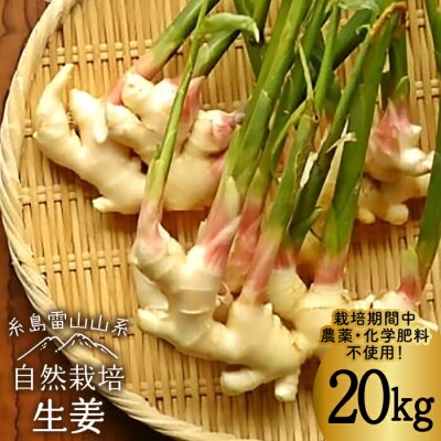 糸島産生姜20kg自然栽培 糸島市/大石ファーム[ATE013]