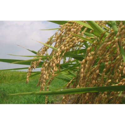 契約栽培【冷温貯蔵米】 令和4年産 水郷の恵 あきたこまち(精米) 5kg×2袋